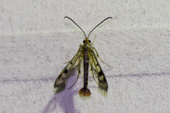 Synanthedon acerni