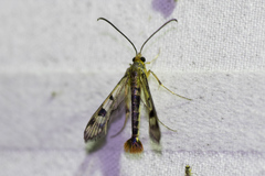 Synanthedon acerni