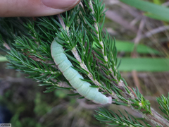 Erica triflora