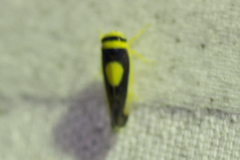 Colladonus clitellarius