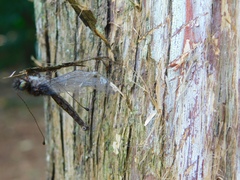 Ululodes macleayanus