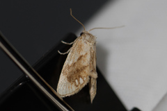 Packardia geminata