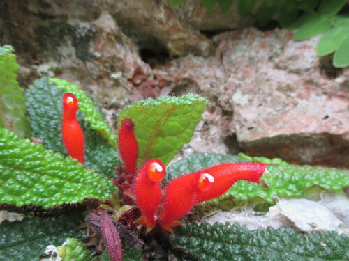 Gesneria purpurascens