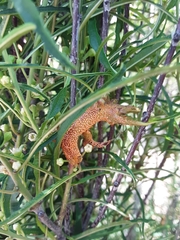Puccinia coronata