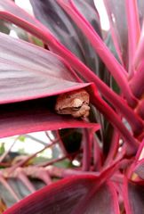Polypedates leucomystax