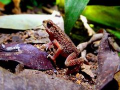 Ingerophrynus parvus