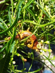 Puccinia coronata