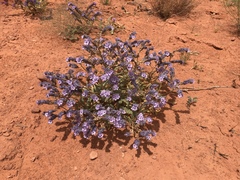 Phacelia corrugata