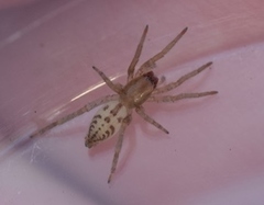 Clubiona robusta