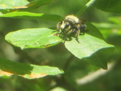 Laphria astur