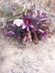 Aphyllon californicum californicum