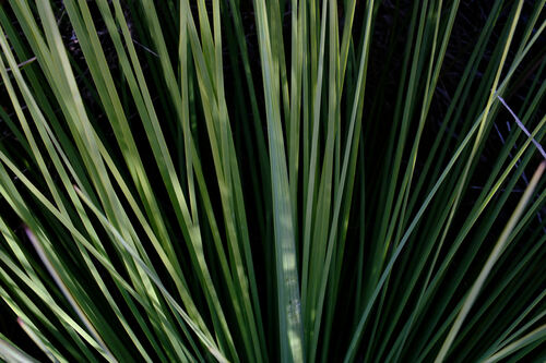 Image of Xanthorrhoea fulva by (c) Peter Crowcroft, some rights reserved (CC BY)
