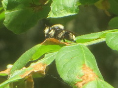 Laphria astur
