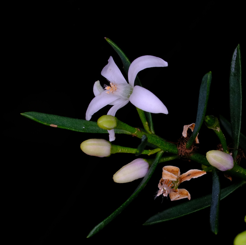 Philotheca queenslandica (C.T.White) P.I.Forst.