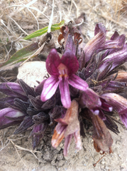 Aphyllon californicum californicum