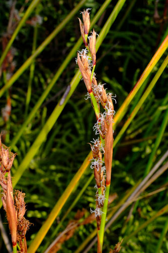 Machaerina rubiginosa (Biehler) T.Koyama