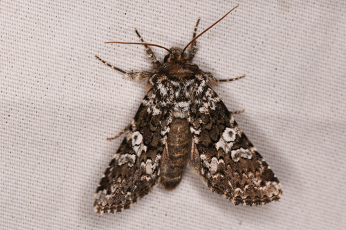 Variable Capsule Moth photo 3
