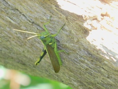 Schistocerca alutacea