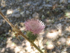 Cirsium neomexicanum