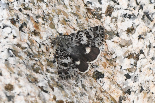 Pied Alpine Beauty photo 2
