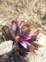 Aphyllon californicum californicum