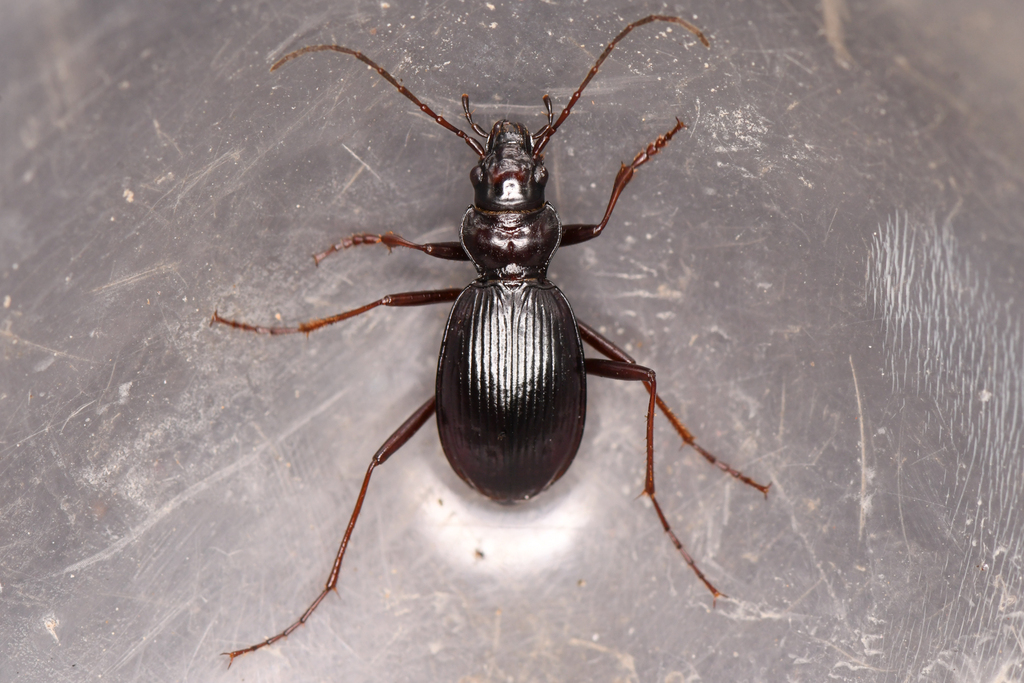 Nebria turmaduodecima