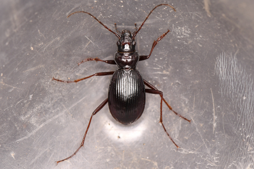 Nebria turmaduodecima