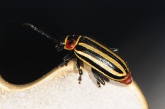 Disonycha uniguttata