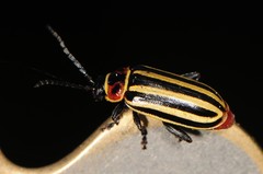 Disonycha uniguttata