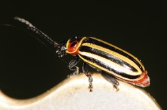 Disonycha uniguttata