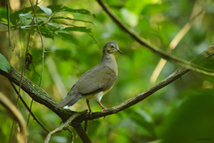 Leptotila plumbeiceps