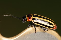 Disonycha uniguttata