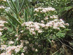 Eriogonum arborescens