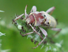 Xylotrechus insignis