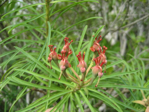 Euphorbia scutiformis