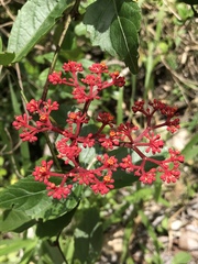 Cissus erosa erosa