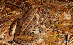 Lithobates forreri