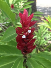 Alpinia purpurata