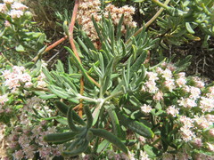 Eriogonum arborescens