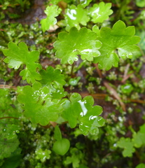 Micranthes odontoloma