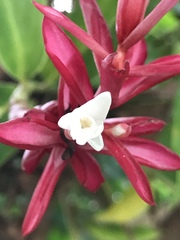 Alpinia purpurata