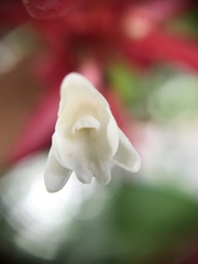 Alpinia purpurata