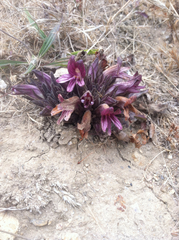 Aphyllon californicum californicum