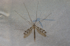 Pterelachisus