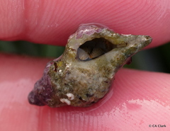 Pagurus granosimanus