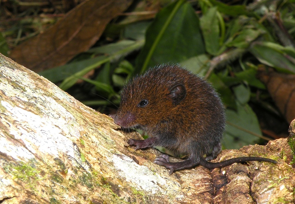 Short-Tailed Singing Mouse