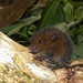 Short-tailed Singing Mouse - Photo (c) lizette-siles-m, some rights reserved (CC BY-NC), uploaded by lizette-siles-m