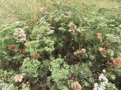 Eriogonum arborescens