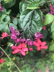 Clerodendrum × speciosum