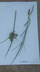 Cyperus